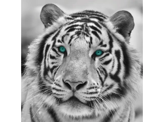 Obraz na stenu Tiger, čiernobiely, 35x35 cm