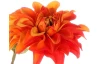 Umelá kvetina Georgína 75 cm, oranžová