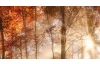 Panoramatický obraz na plátne Jesenný les, 140x60 cm